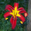 Hemerocallis Heavenly Starfire